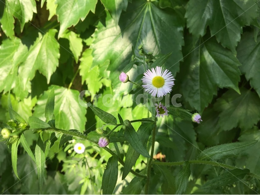 꽃,들풀,야생화,흰색꽃,하양꽃,하얀꽃,봄꽃,산속,식물,자연,plants,nature,꽃,flower