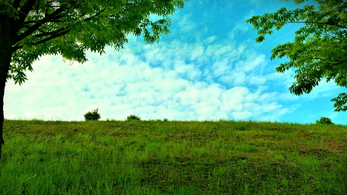 하늘,나무,잔디,풍경,자연,여름,계절,summer,season,자연,풍경,nature,landscape,tree,plant,식물,outdoors,옥외