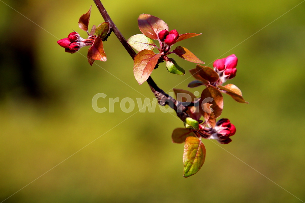 plant,식물,꽃,flower,봄꽃