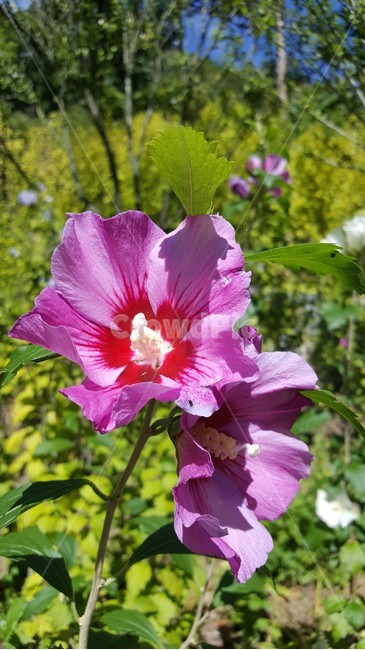 무궁화,분홍꽃,초록,자연,나라꽃,식물,자연,plants,nature,꽃,flower
