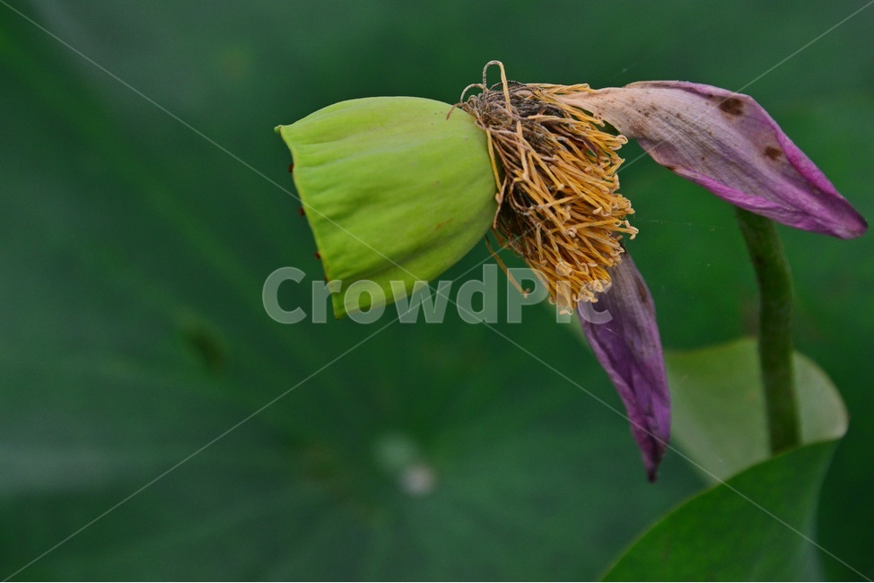 blossom,flower,꽃,plant,식물,연꽃,수련,백련,연잎