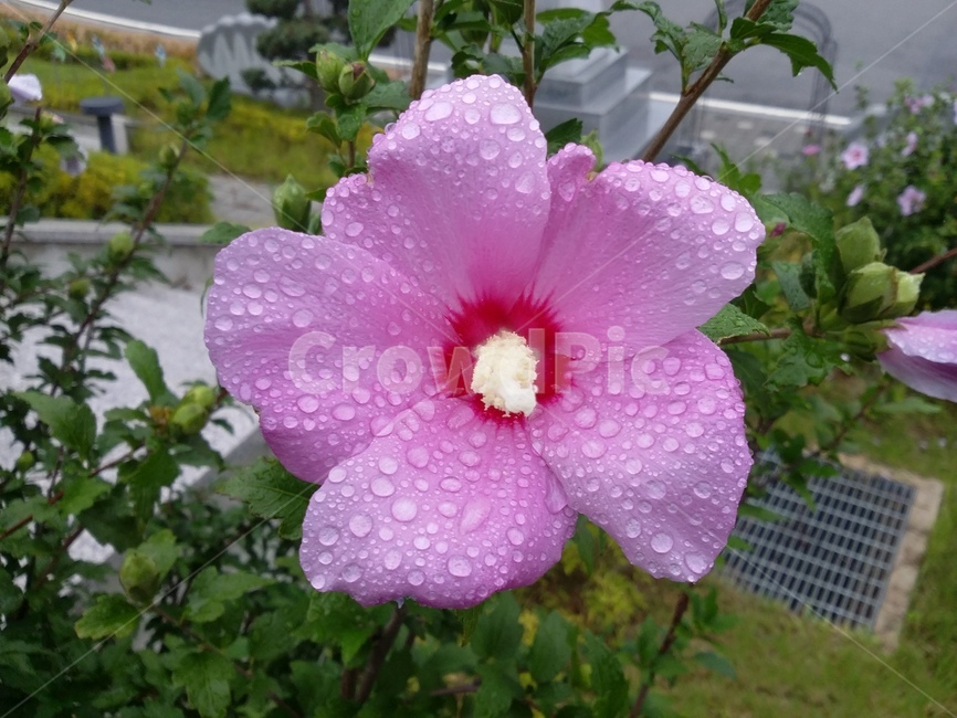 꽃,식물,flower,plant,무궁화,식물,자연,plants,nature,꽃,flower