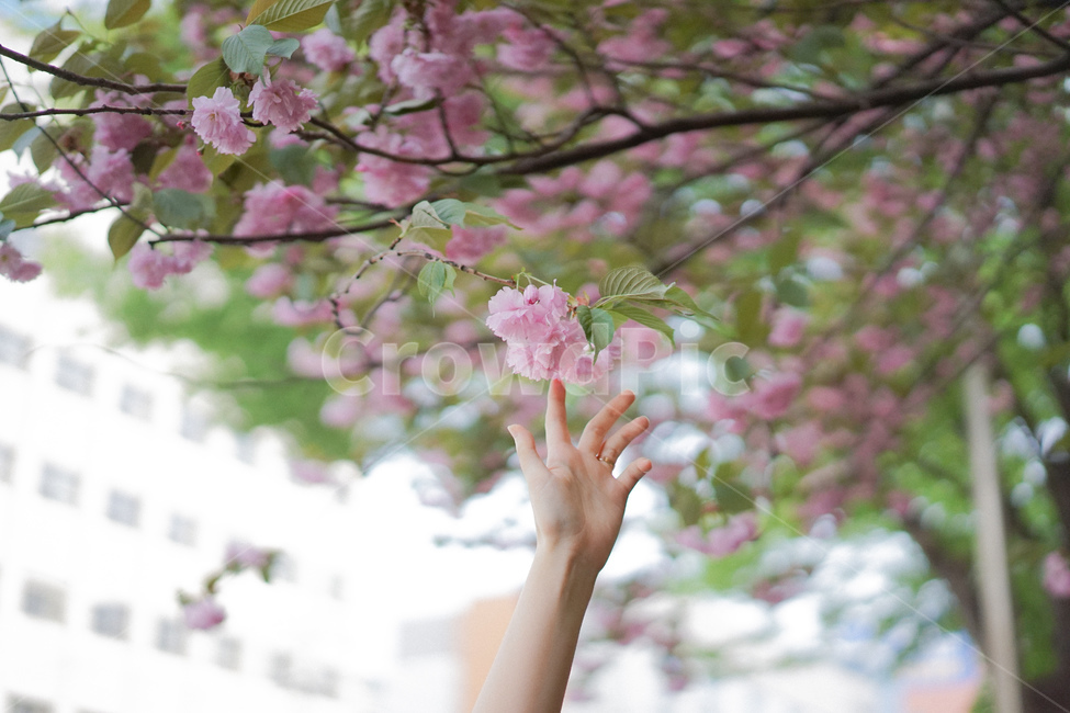 벚꽃,겹벚꽃,사쿠라,손짓,봄꽃,spring,봄,계절,spring,season,식물,자연,plants,nature,꽃,flower,신체일부,몸,body,plant