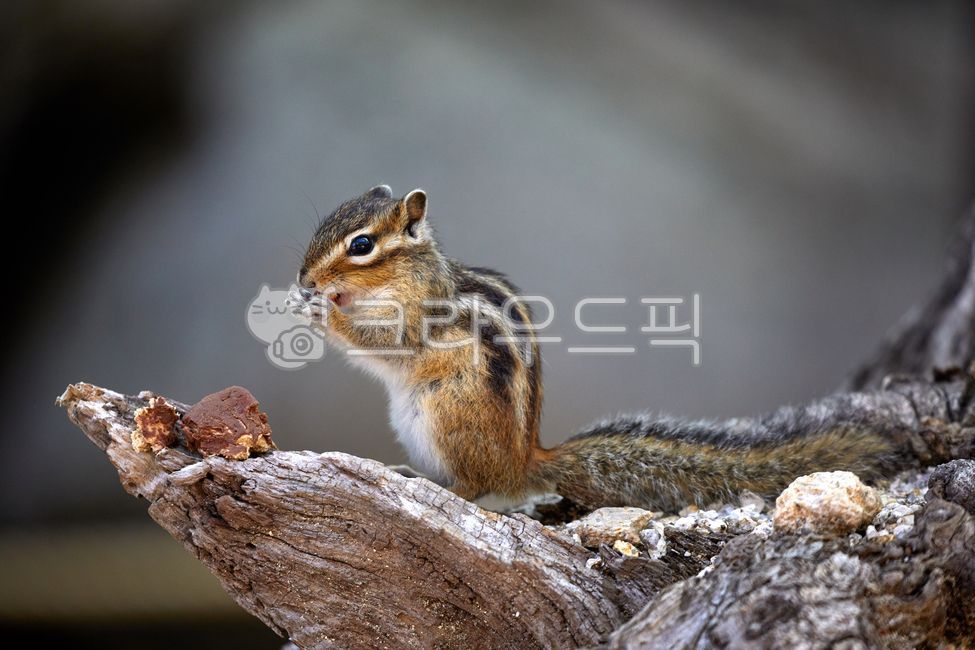 wildanimals,tree,treebrown,wild animals,brown,small animals,squirrel,mammals,spottedsquirrels,chipmunk,animal,wild beast,smallanimals,animals,brownmammals,wild,mammalia,squirrels