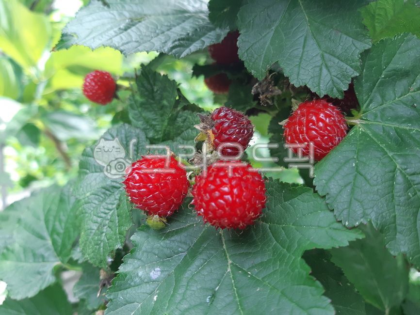 raspberry,Fruit,summer fruit,fruit,Bokbunja,food,plant,wild strawberry