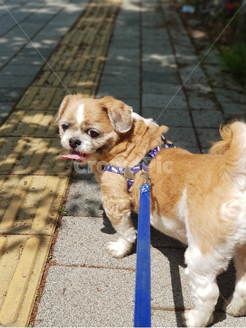 강아지,시츄,반려견,산책,더위,동물,animal,포유류,mammal,개,강아지,dog,doggy