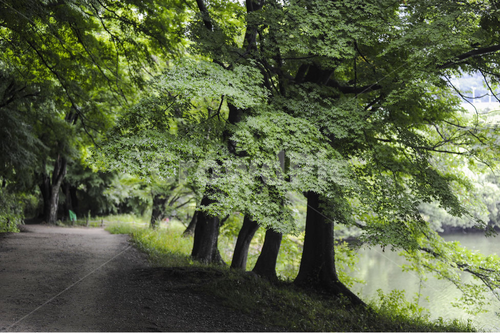 공원,길,나무,자연,산책,park,road,tree,nature,stroll