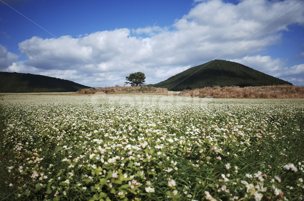 field,들,nature,자연,flower,blossom,plant,식물,메밀꽃,white,whiteflower,흰,하얀,흰꽃,하얀꽃,sky,하늘,cloud,구름,blue,green,들판,푸른,파란,초록,자연,풍경,nature,landscape