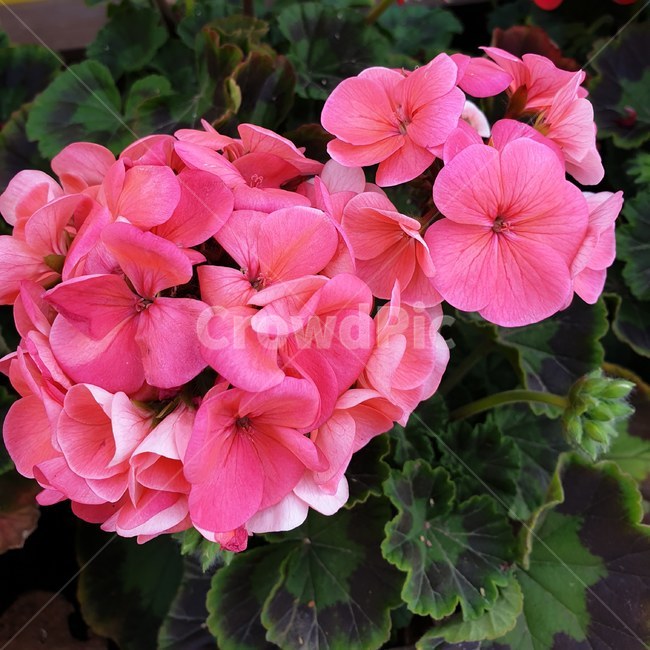 flower,꽃,식물,blossom,plant,자연,nature,수국,꽃잎