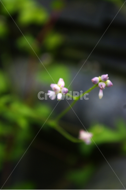 식물,plant,꽃,flower,고마리,식물,자연,plants,nature,꽃,flower