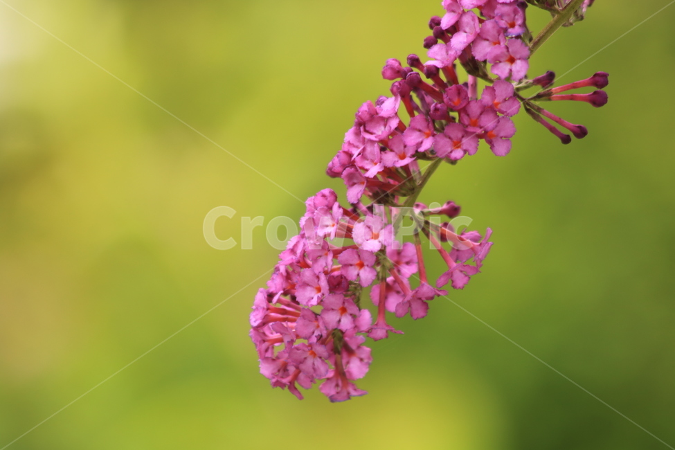 배롱나무,꽃,여름꽃,분홍꽃,plant,식물,식물,자연,plants,nature,꽃,flower