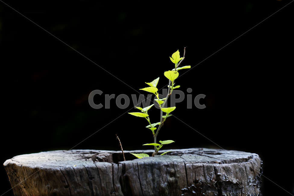 new life,green,sprout,beauty,black background,rotten tree,youth,mystery,old tree,background,stub,Freshness
