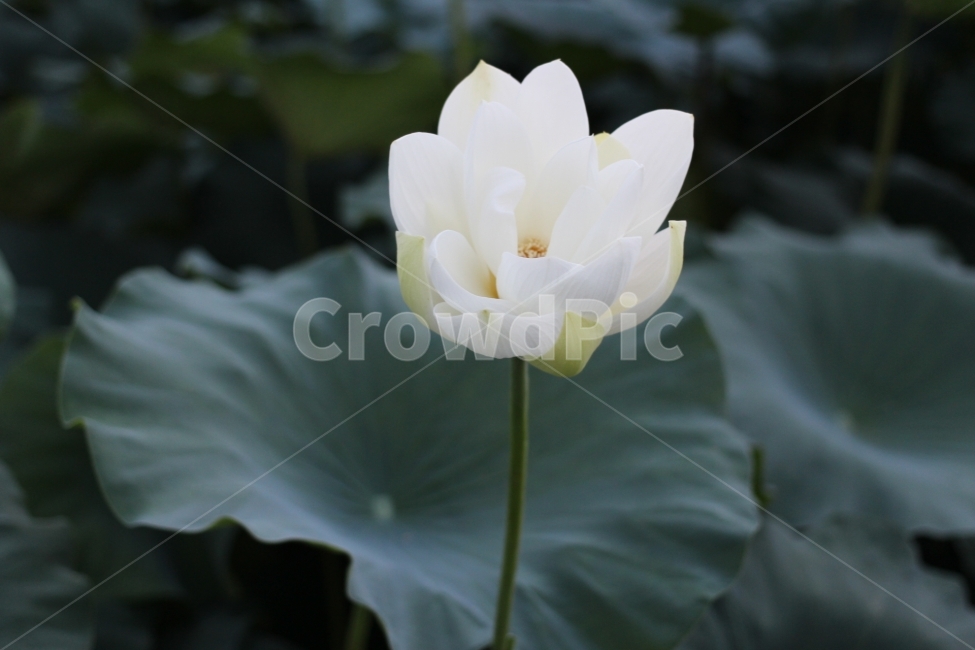 연못,연꽃,여름,꽃,flower,향기,연잎,자연,식물,식물,자연,plants,nature,꽃,flower