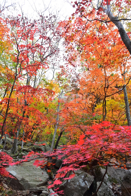 가을,단풍,자연,풍경,북한산,잎,단풍잎,붉은,나무,계절,계곡,숲,힐링,plant,fall,autumn,season,forestnature,landscape,한국자연풍경,한국자연경관,korea,tree,maple,leaf,가을,계절,fall,autumn,season,자연,풍경,nature,landscape,식물,plants,나무,trees,wood