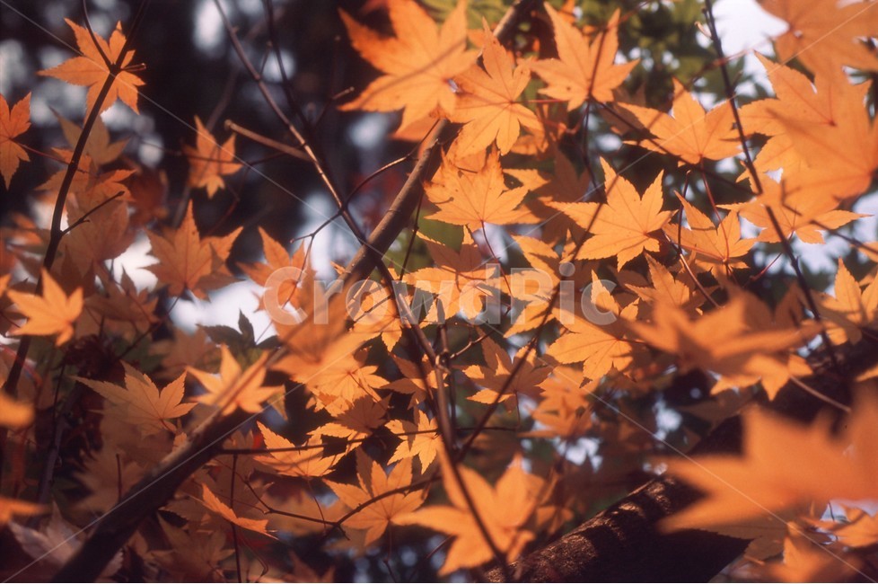 plant,식물,leaf,잎,tree,나무,가을,낙엽,fall,가을,계절,fall,autumn,season