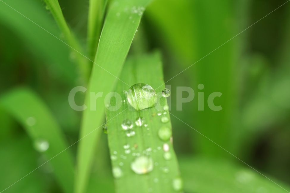 물방울,빗방울,이슬,식물,이파리,자연,비,비온후,아침,흐림,nature,waterdrop,raindrop,빗물,풀,풀잎물방울,접사,macro,풀잎,감성,감성사진,힐링,힐링사진,느낌,분위기,신비,신비한,신비로운,유리,구슬,투명한,투명,유리구슬,싱그러운,싱그럽다,싱싱한,싱싱하다,물기,수분,축축한,축축하다,축축,젖은,젖다,한국자연,한국의자연,snap,snapshot,스냅,스냅사진,스넵,스넵사진,풍경,landscape,시골,country,비,비오는날,rain,rainy,식물,자연,plants,nature