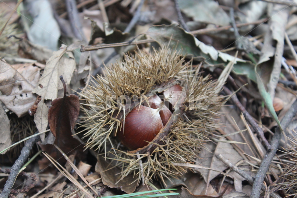 너트,nut,food,chestnut,밤송이,가을,계절,fall,autumn,season,과일,열매,fruit,plant,식물,음식,vegetable,야채