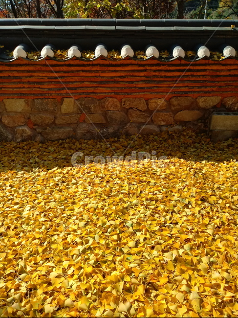 단풍,단풍잎,가을,leaf,잎,plant,식물,계절,fallautumnseason,outdoors,옥외,자연풍경,naturelandscape,낙엽,기와,담장,돌담,가을,계절,fall,autumn,season,식물,자연,plants,nature