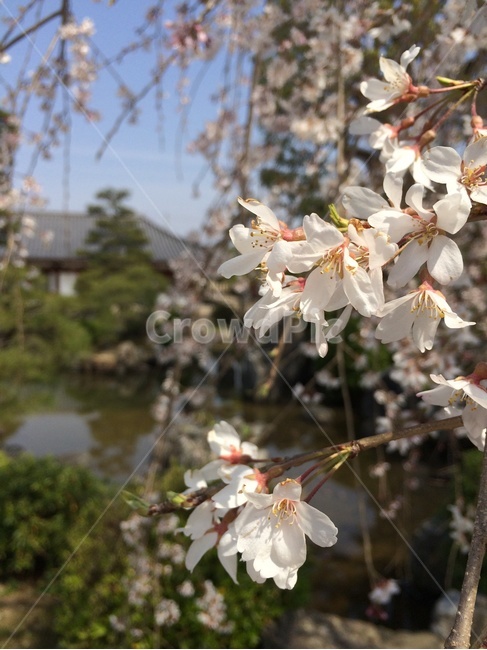 벚꽃,사쿠라,桜,sakura,일본
