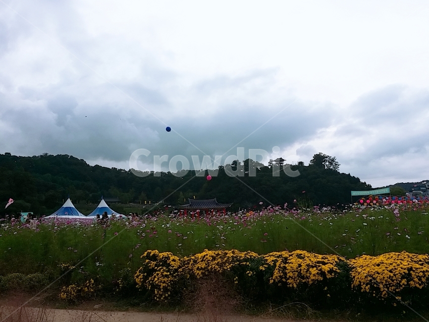 공주시,백제문화제,코스모스,공산성,국화,nature,미르섬,행사,축제,cosmos,festival,flower,꽃,자연