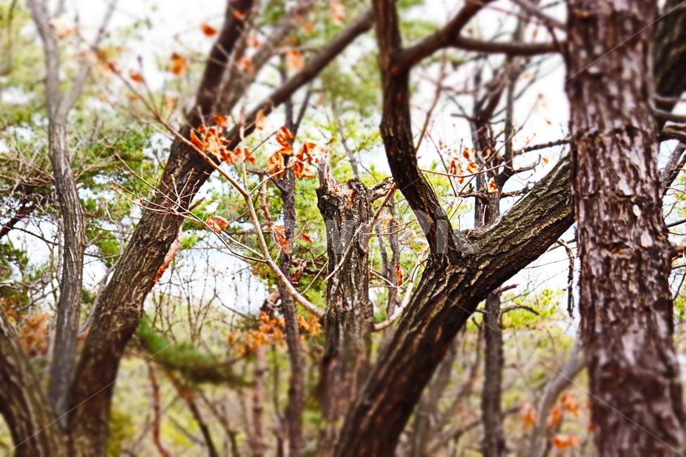 산,나무,자연,따뜻함,가을,가을,계절,fall,autumn,season,식물,자연,plants,nature,나무,trees,wood,plant,tree,tree trunk,나무 줄기