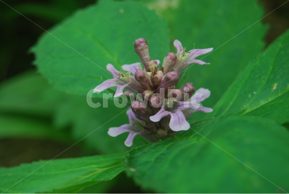 백운산,국립공원,자연휴양림,봄,탐방로,식물,자연,plants,nature,꽃,flower
