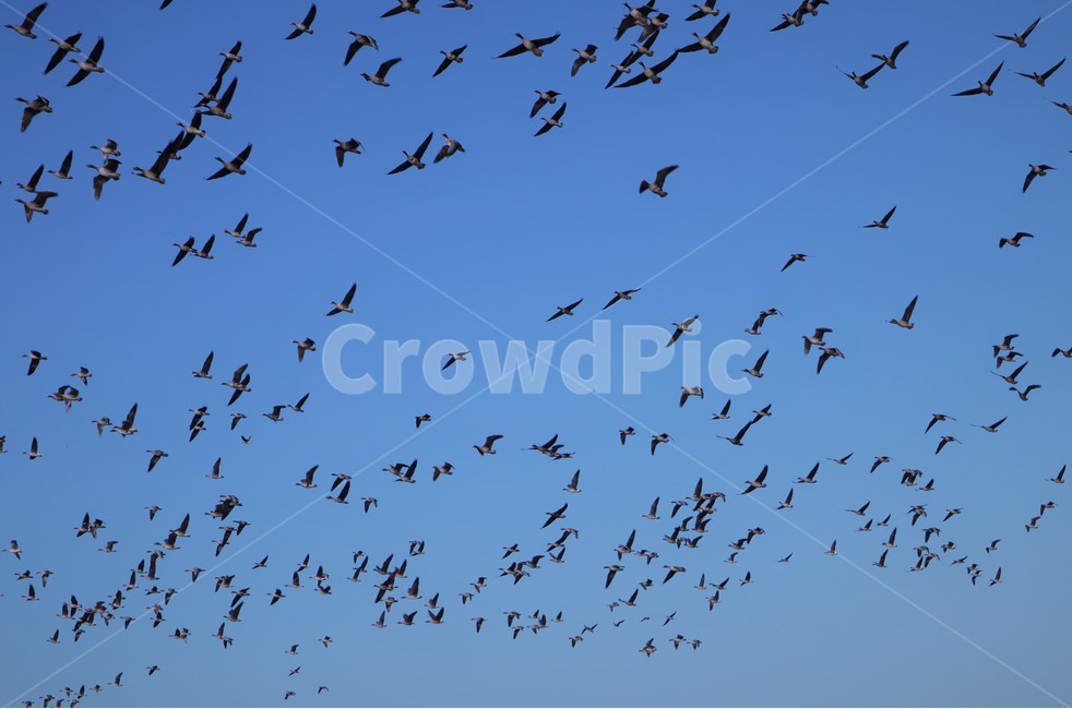 기러기,철새,가을,들녘,들판,동물,animal,조류,새,birds