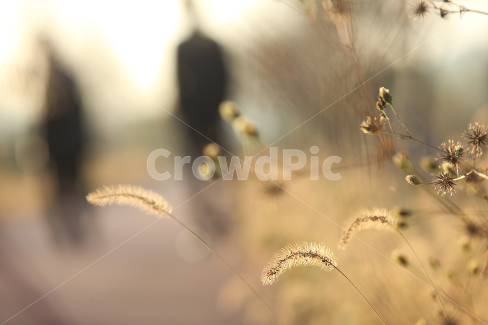 갈대,가을갈대,가을풍경,길,가을느낌,가을꽃,꽃,가을,계절,fall,autumn,season,식물,자연,plants,nature,인물실루엣,사람실루엣,character silhouette,human silhouette,감성,sensible,feeling,grass,잔디,plant,lawn