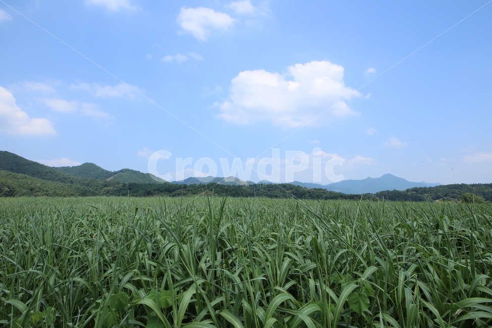 하늘,구름,옥수수,목장,자연,배경,자연,풍경,nature,landscape