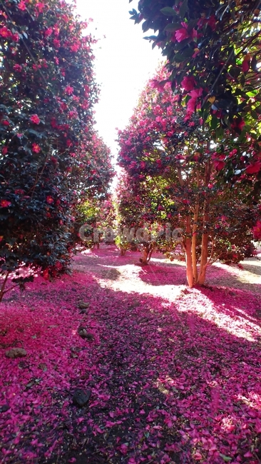 꽃,flower,동백꽃,겨울꽃,동백,위미리동백군락지,제주도,camellia,jeju,식물,자연,plants,nature,꽃,flower,나무,trees,wood