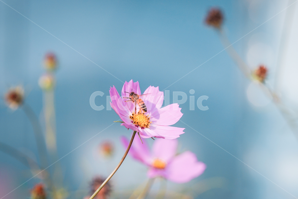 코스모스,꿀벌,가을,자연,꽃,벌,곤충,bee,insect,flower,cosmos,plant,식물,가을,계절,fall,autumn,season,식물,자연,plants,nature,꽃,flower