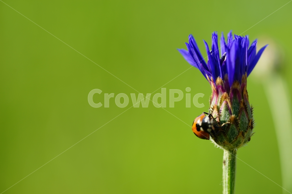 무당벌레,4월의꽃,보라색꽃,꽃,식물,식물,자연,plants,nature,꽃,flower,동물,animal,곤충,벌레,insect,bug