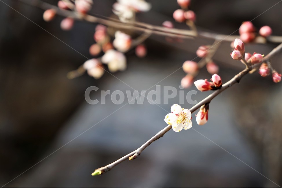 눈,싹,자연,식물,나무,연두색,녹색,살구나무,살구꽃,개화,식물,자연,plants,nature,꽃,flower
