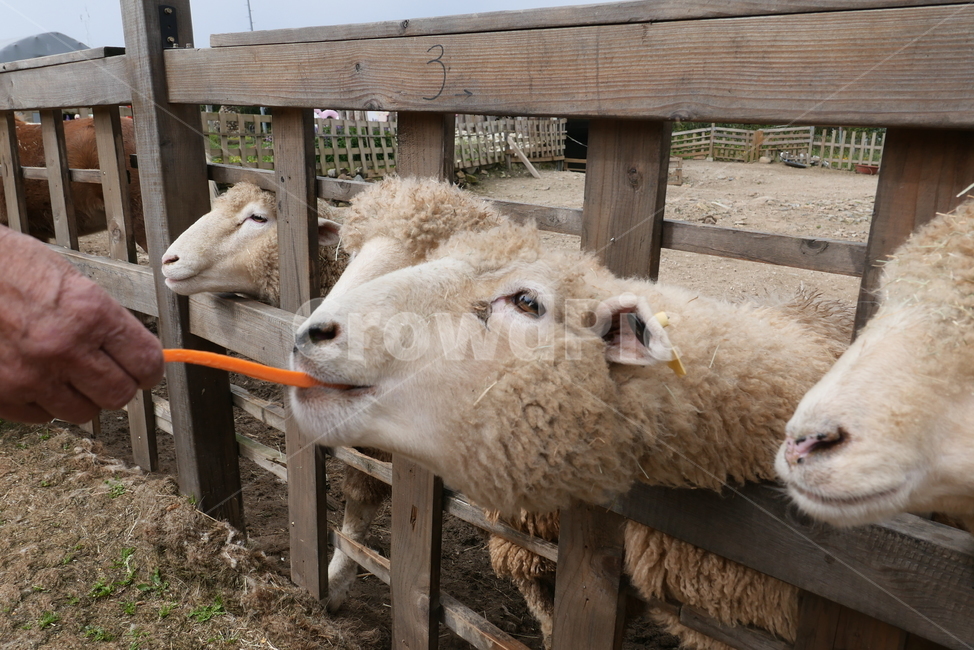 mammal,포유류,animal,동물,sheep,양,carrot,당근,손,먹이,동물,animal,포유류,mammal