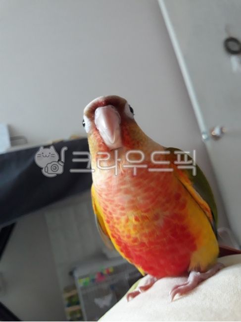 앵무새,코뉴어,새,파인애플코뉴어,반려동물