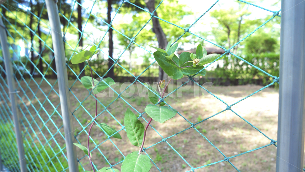 울타리,덩쿨,덩쿨식물,풀,자연,초록색,초록,식물,야외,그물망,fence,vine,plants,green,outside,nature
