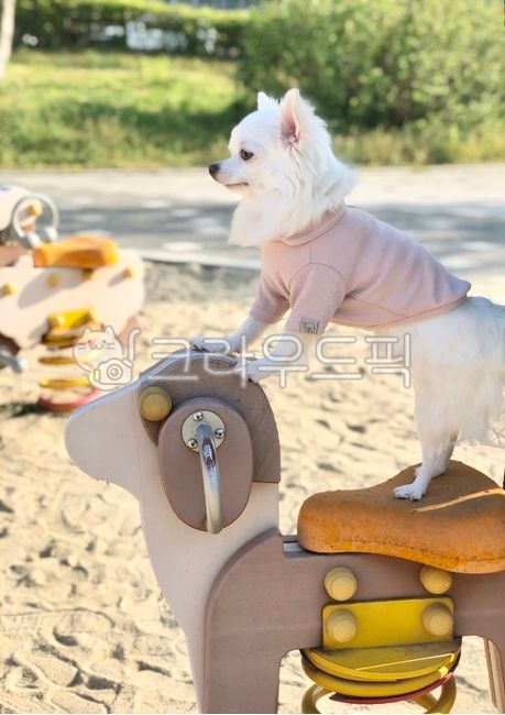 chihuahua,puppy,pet dog,dog,white puppy,pet,park,walk,white chihuahua