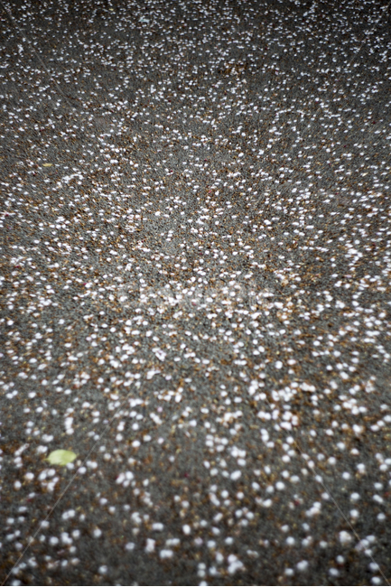 봄,꽃,튤립,꽃잎,분위기,감성,푸름,잎,봄,계절,spring,season,꽃,flower