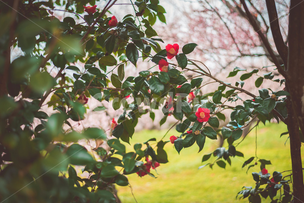 매화,매화꽃,꽃,식물,매화나무,동백나무,동백꽃,식물,자연,plants,nature,꽃,flower