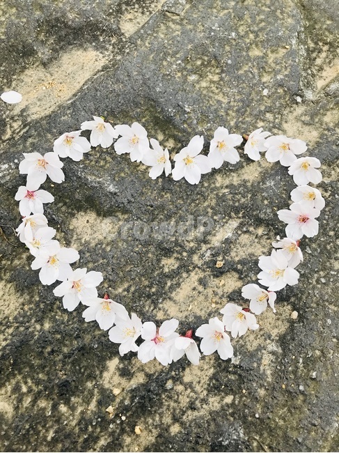 벚꽃,봄,하트,사랑,꽃,꽃잎