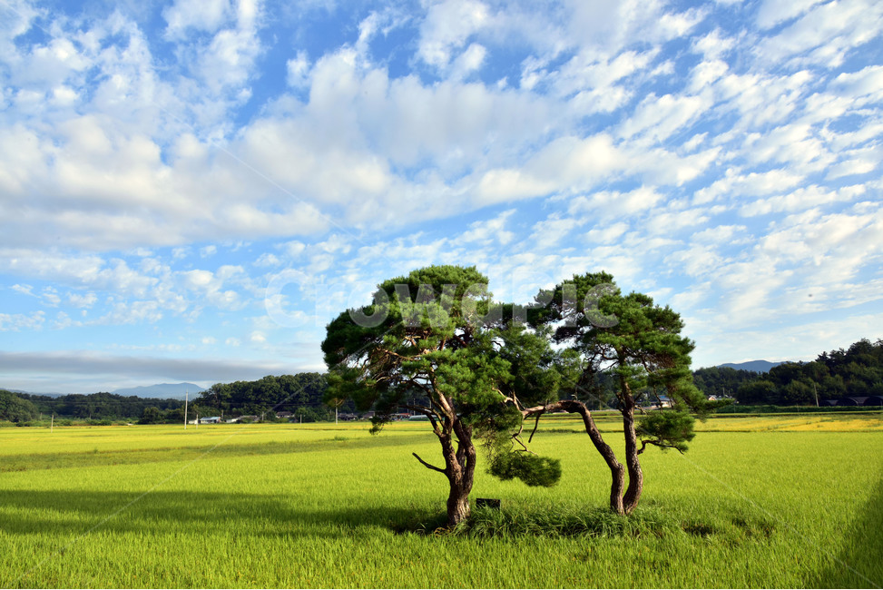 소나무,redpine,부부송,임한리,평사리,미인송,적송,금강송,해송,육송,자연,풍경,nature,landscape,한국자연풍경,한국자연경관,korea nature landscape,field,들,outdoors,옥외,grassland,목초지,경치