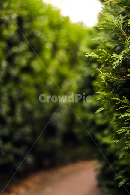 식물,plant,tree,나무,길,식물,자연,plants,nature