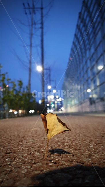 가로등,나무,나뭇잎,감성사진,밤거리,자전거도로,길거리,길,밤,그림자,가을,계절,fall,autumn,season,path,통로,leaf,잎,plant,식물