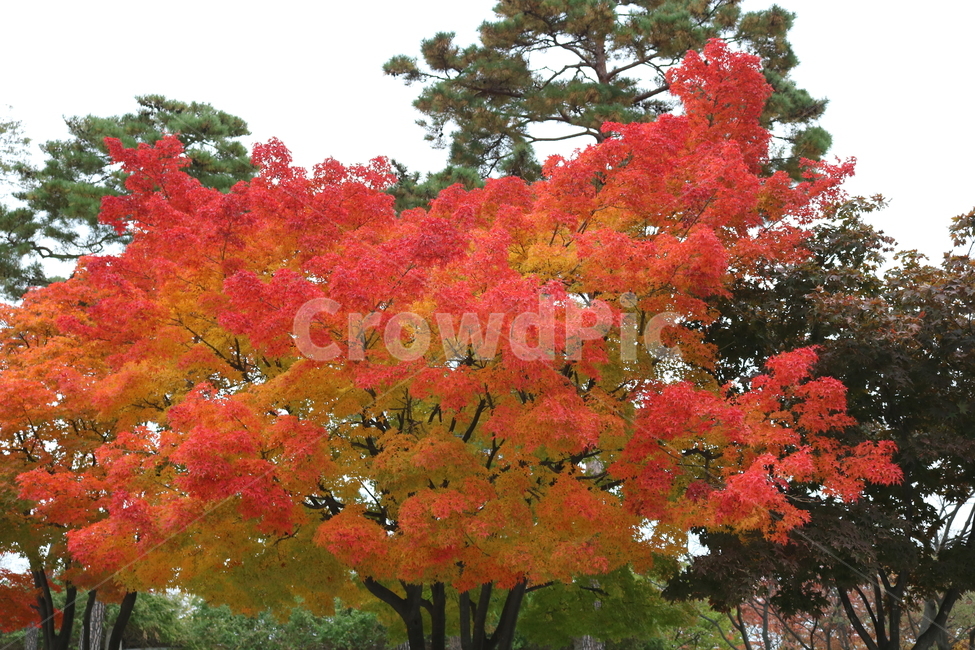 나무,단풍,단풍나무,식물,가을,자연,가을,계절,fall,autumn,season,식물,자연,plants,nature,나무,trees,wood,plant,leaf,잎,tree,maple