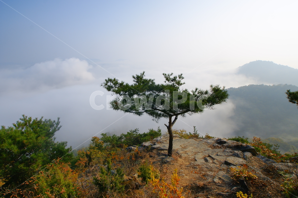 장군봉,세종시,소나무,부강,풍경,자연,풍경,nature,landscape,식물,plants,나무,trees,wood,tree,plant,ground,바닥