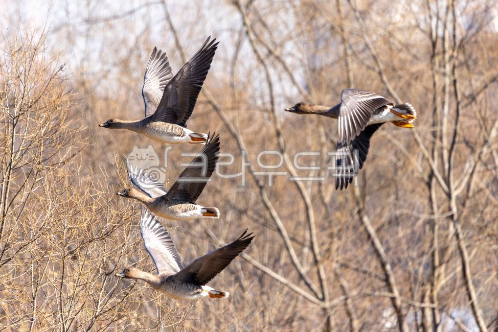 animal,동물,bird,새,기러기,날개,자연,철새