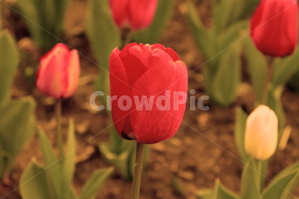 꽃,튤립,빨간,식물,tulip,plants,red,flower