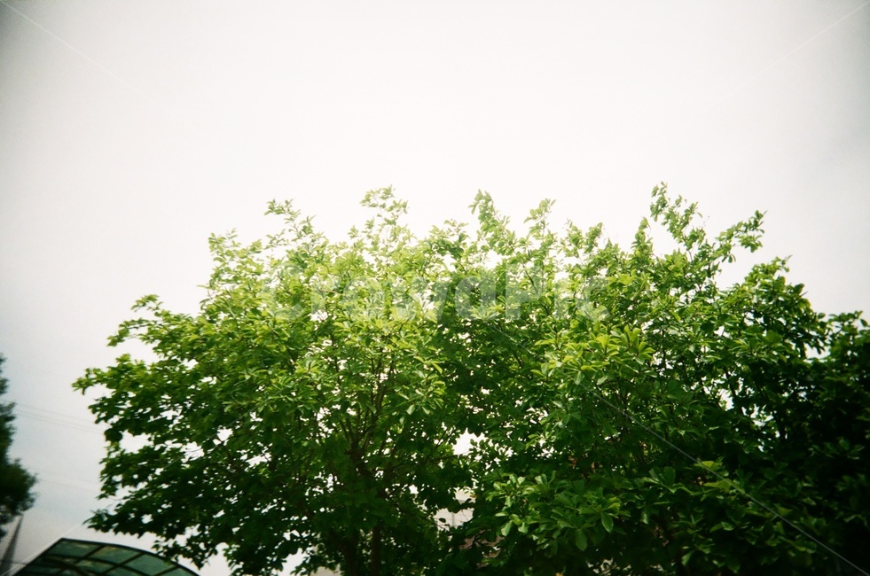 plant,식물,tree,나무,자연,필름사진,식물,자연,plants,nature
