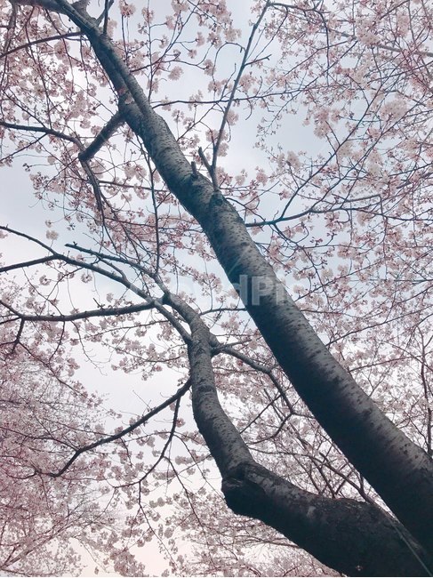 봄,벚꽃,군항제,분홍,아름다움,산뜻함,계절,진해벚꽃,사쿠라,식물,자연,꽃,flower,spring,season,봄,계절,spring,season,식물,자연,plants,nature,나무,trees,wood,plant