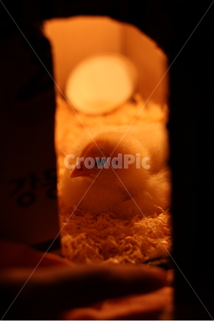 병아리,새끼,노랑,닭,동물,조류,전구,새,animal,birds,아기,농장,애완동물,백열전구,귀여운,감성,감정,feeling,sensible,emotion,박스,어린,애기,털,백열등,삐약,체험,모이,부리,벼슬,휴식,look,얼굴,정면,틈,틈새,문,입구,rest,톱밥,동물,animal,조류,새,birds